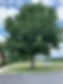 church tree picture.jpg