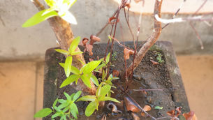 Hope Springs Ever New