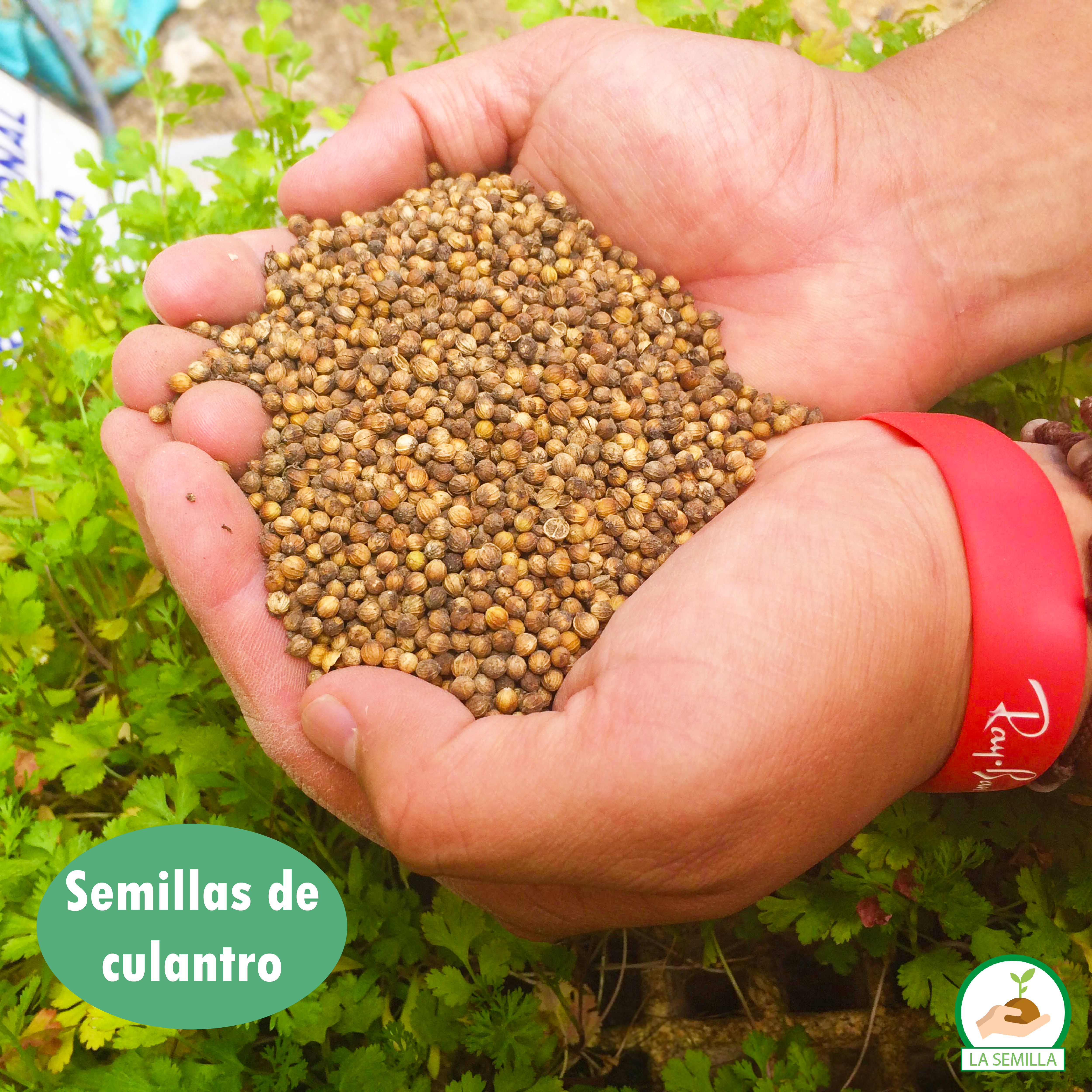 Semillas de culantro