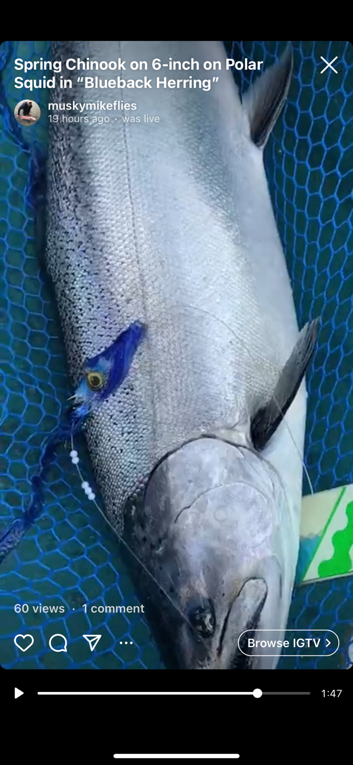 Thumbnail: Polar Squid Trolling Fly- BLUEBACK HERRING