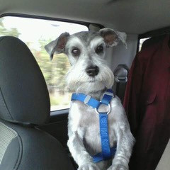 #GivingTuesday Happy Tail - Spanky