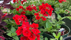 WHS Plant Sale Experiences Success