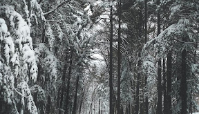 Day Four: Winter Snowfall by Brennan Smith