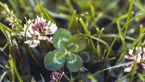 "Four-Leaf Clover"-a poem by Willa Sibley