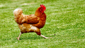 Bird Flu and How It Might Impact Watauga County-an audiostory