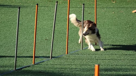 "Breeders Aren’t the Problem" An opinion piece by Hadley Carpenter