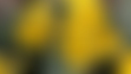 Daffodils: a photo essay inspired by Wordsworth
