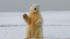 Jackson’s Corner Issue #2: Bears, Snooze Buttons, and Houses that Eat