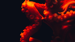 "Octopus" a poem by Aura Ward