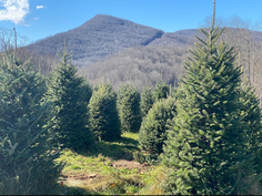 Local Christmas Tree Farm Affected by Hurricane Helene