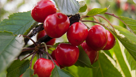 "Ode to the Cherry Trees in My Front Yard" by Maya Price