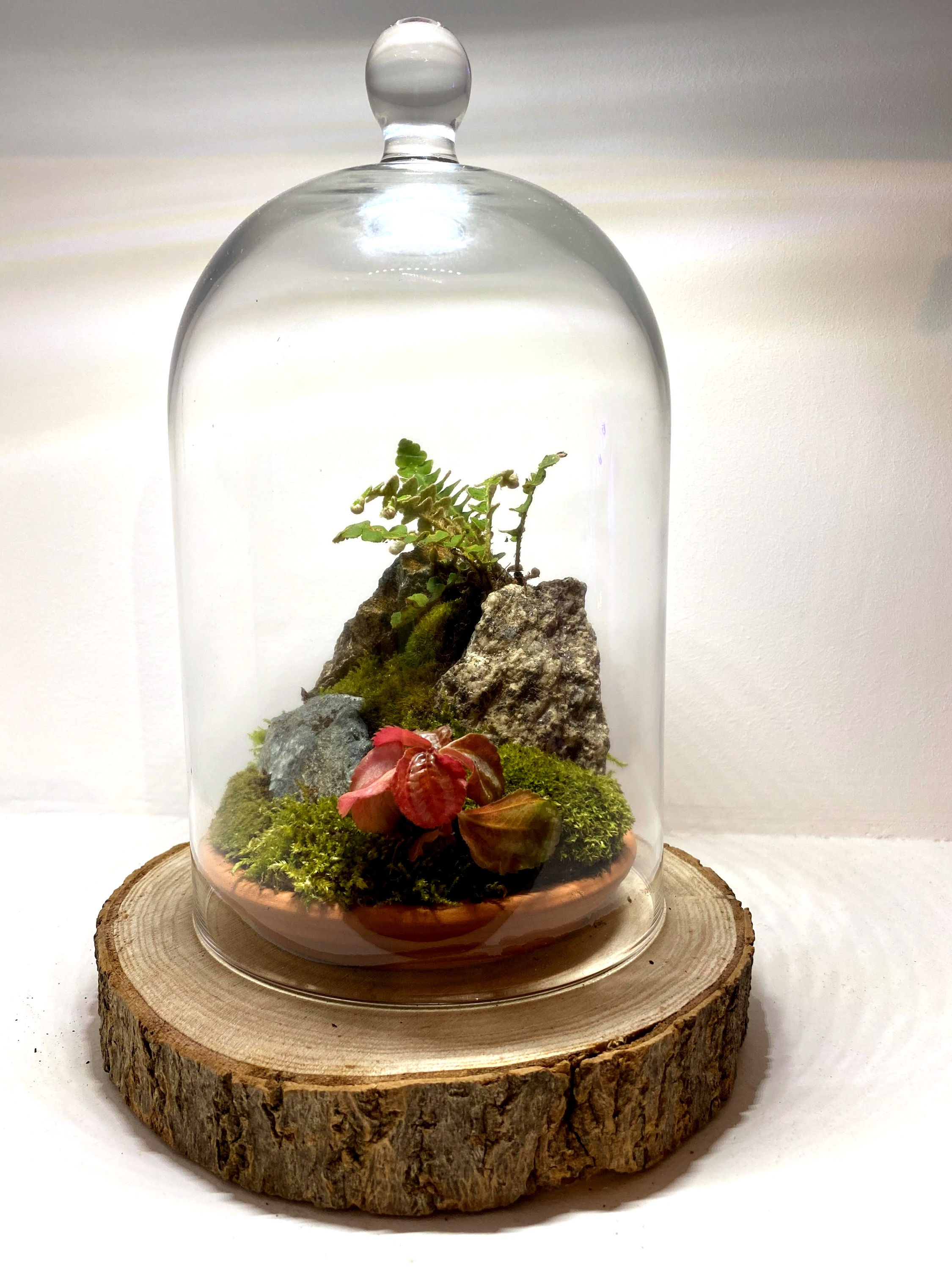 Terrario campana