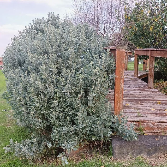 Old Man Saltbush - Atriplex nummularia near the pond