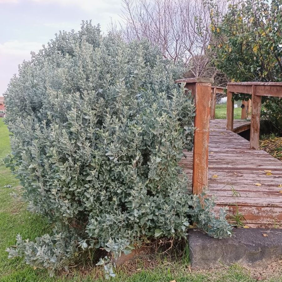 Have you ever tried saltbush?