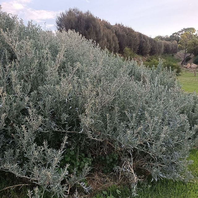 Coastal saltbush - Atriplex cinerea borders the quarry