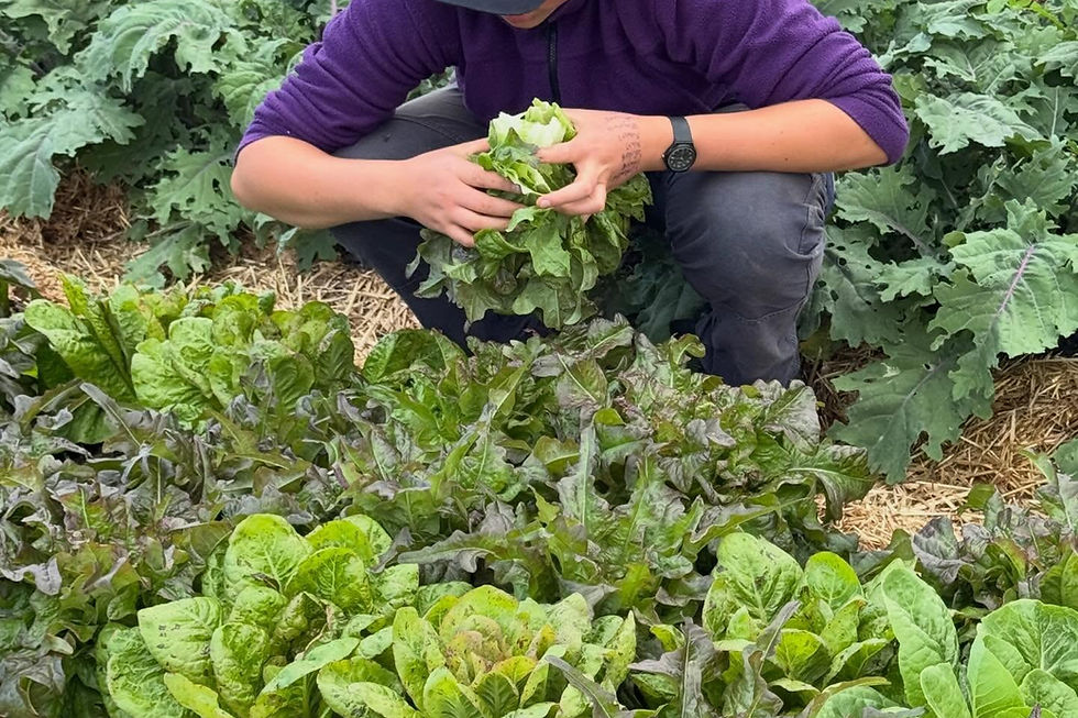 Garden maintenance: Self-sufficiency workshop series with Drakes Fresh Produce
