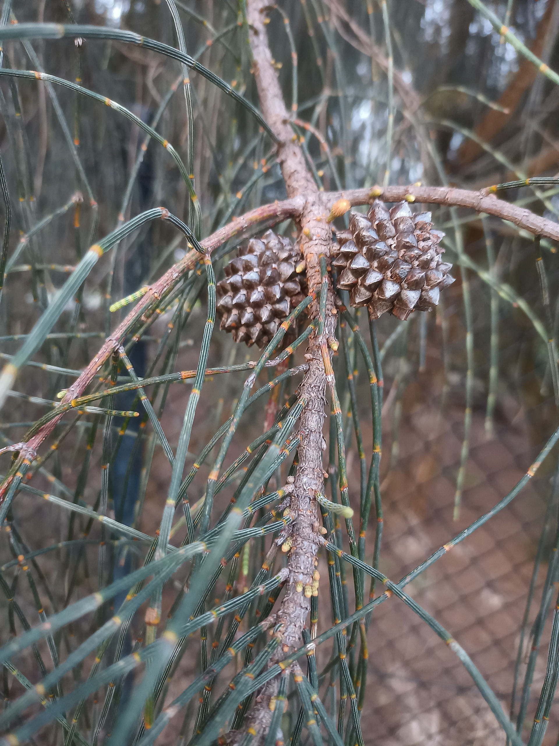 Mature cones  (woody fruit)