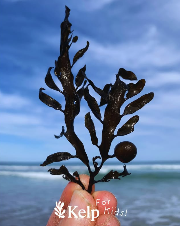 Kelp Club - after school seaweed program