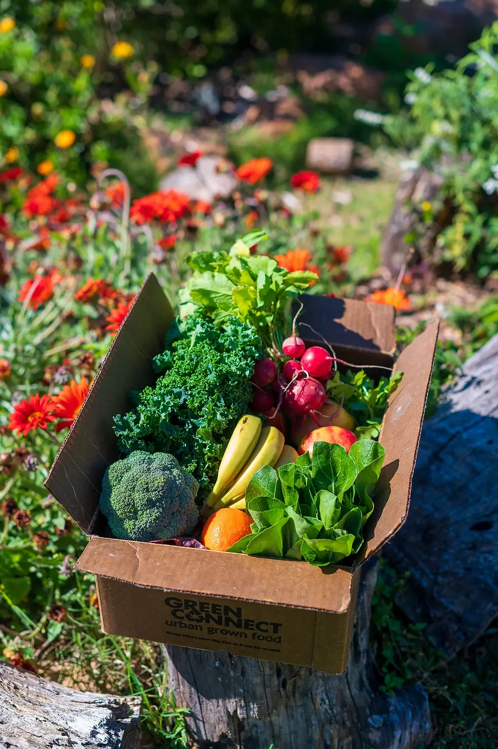 Garden in a box - Create a productive container garden with Chris Rockley