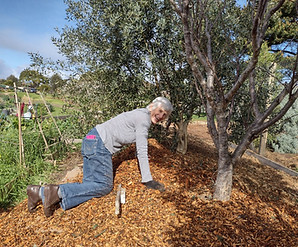 Maida mulching.jpg