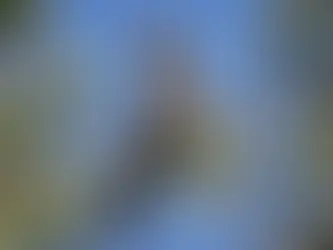 Growing with the six seasons Eastern Maar Country 