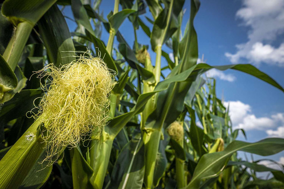 Heading Into Silking: Is Your Nitrogen on Track?