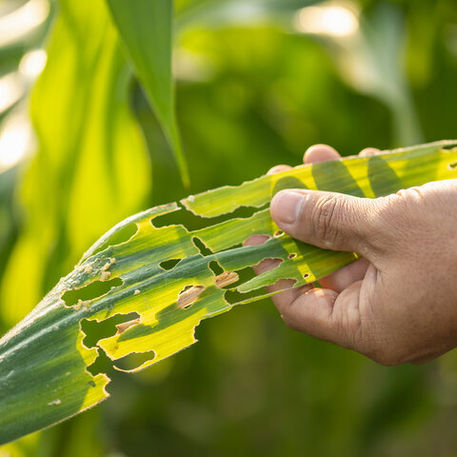 Leaf Damage from Pests