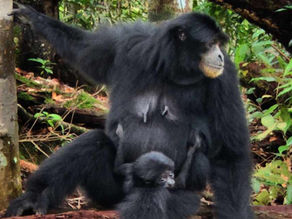 Whispers of the Jungle: a Gibbon's Realm