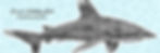 Marianas Deep (Shark)