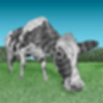 Cow To Be Heard