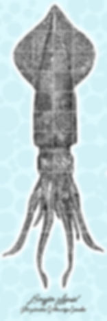 Marianas Deep (Squid)