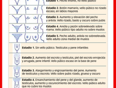 Escala de Tanner