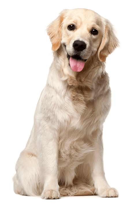 Dog%20Dog%20(1)_edited.png