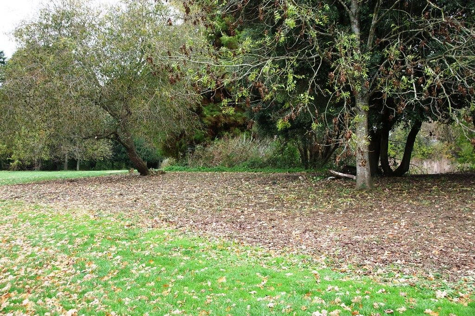 Part of the lake embankment cleared of unwanted scrub and 'weed trees' and generally tidied up on the 'Day of Action' (and preceding two days). The work has been done to improve the view to and from the pathway (Mallard Walk) and, hopefully, reduce vandalism. It is hpped to gradually work along the whole length of the embankment. The pile of logs has been deliberately left as a habitat for wildlife.