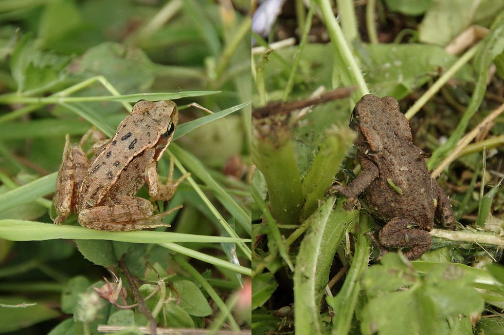 Frog and toad from the seeded meadow in Eastfield Park