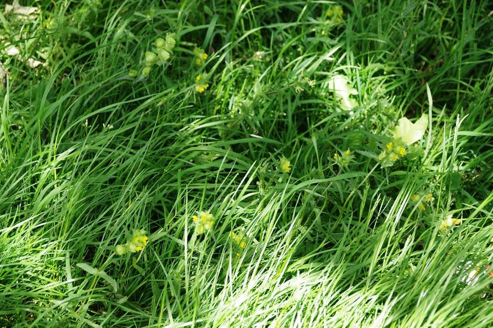 Yellow rattle in the Eastfield Park Planted Meadow, May 2020.