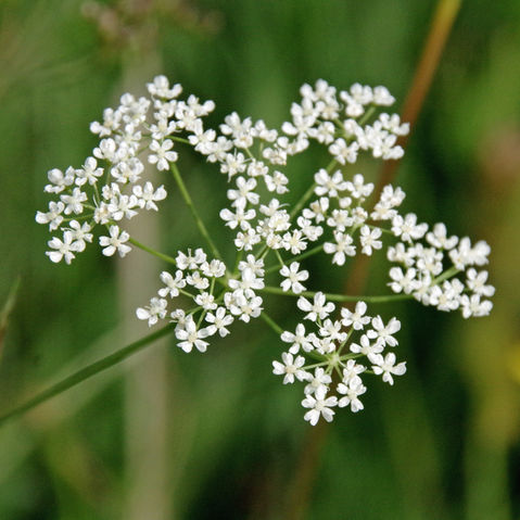 Burnet Saxifrage (Burnet-saxifrage) is a very variable perennial wildflower. Despite its name, it is neither a burnet nor a saxifrage! It is widespread and fairly common in Britain, particularly on some of the chalk downs. It can be found in grassland and growing on road and railway verges, often on calcareous soils. It flowers in July and August. It is highly nutritious for sheep and cattle, and in the past was cultivated on calcareous soils for fodder.