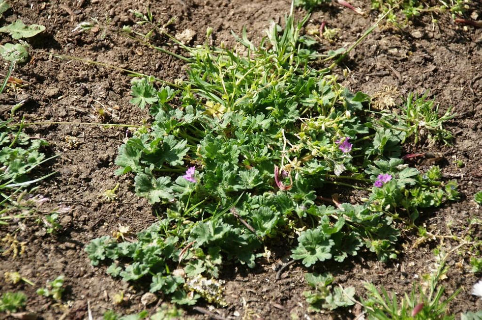Cranesbill (Geranium sp.) growing in the Eastfield Park meadow extension, May 2020