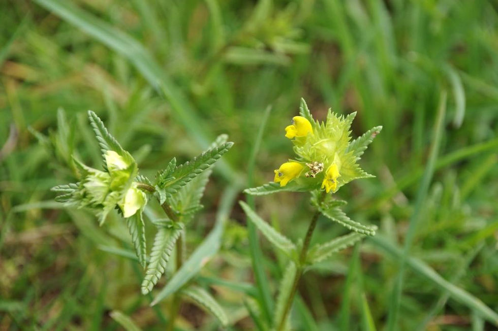 Yellow rattle in the Eastfield Park Planted Meadow, May 2020