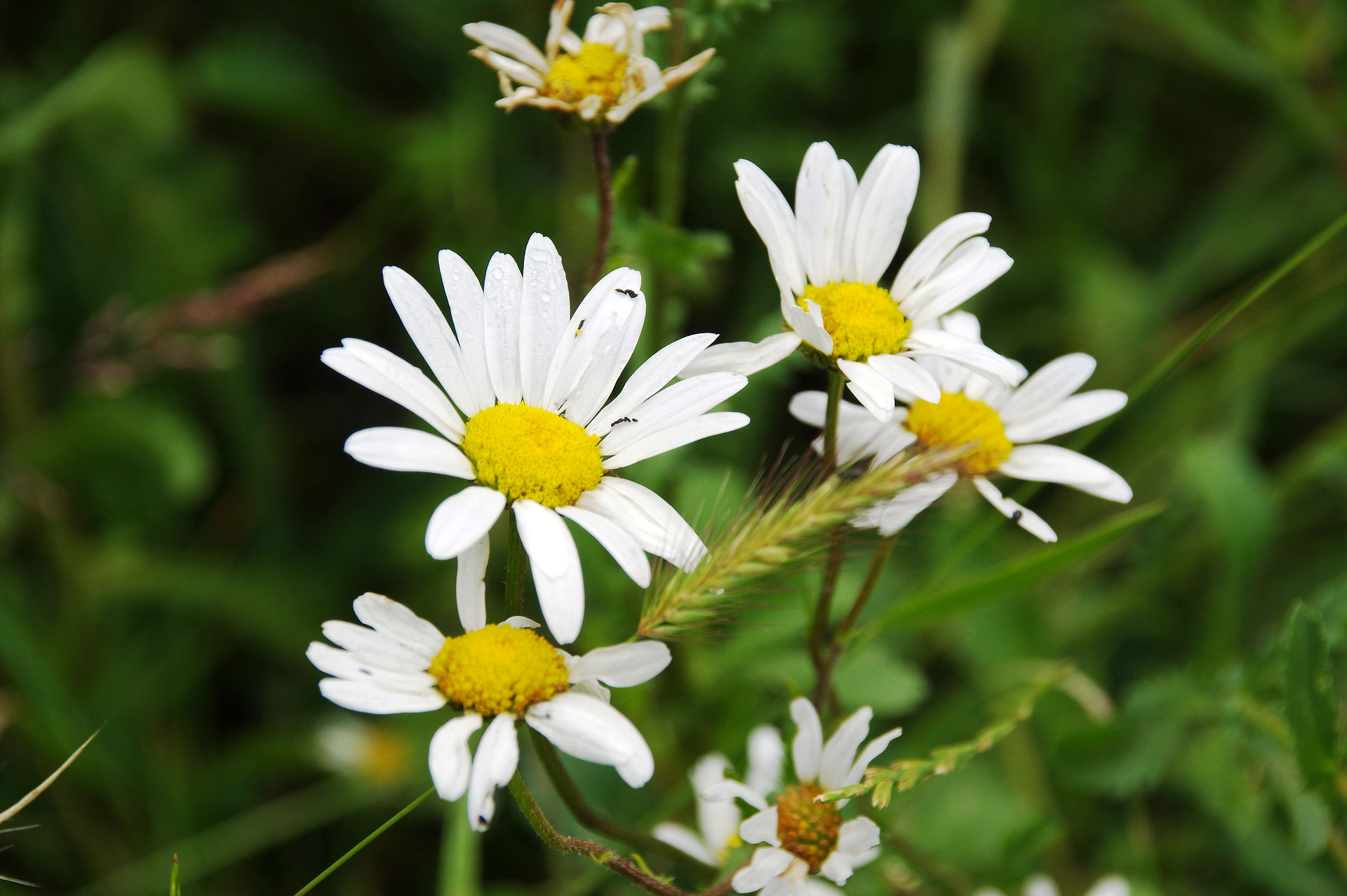 Ox-eye Daisy