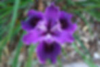 Iris 'Purple Velvet'