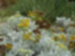 Constancea nevinii 'Canyon Silver'