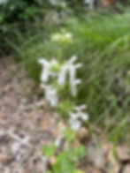 Stachys bullata 'Moonglow'