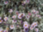 Corethrogyne (Lessingia) 'Silver Carpet'