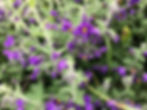 Solanum xanti 'Mt. Pride'