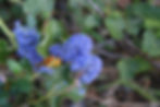 Ceanothus 'Pt. Sal'