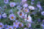 Symphyotrichum (Aster) chilensis 'Purple Haze'