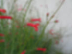 Gambelia (Galvezia) juncea 'Gran Canon'