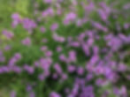 Verbena lilacina 'De La Mina'