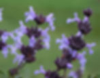 Salvia 'Pacific Blue'